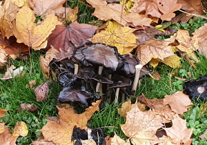 Na zdjęciu widać grzyby wśród jesiennych liści