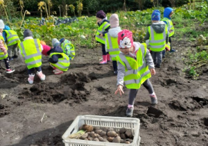 Dzieci zbierają wykopane ziemniaki