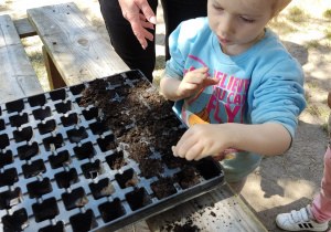 Dziewczynka rozsadza rośliny.