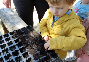 Chłopiec rozsadza rośliny.