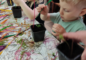 Dzieci sadzą swoją roślinkę.