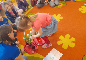 Doświadczenie - barwienie tulipanów. Dzieci pomagają w doświadczeniu