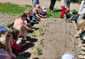 Dzieci sieją nasionka i sadzą cebulki
