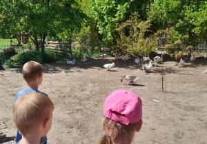 Dzieci podziwiają zwierzęta hodowlane - gęsi i kaczki
