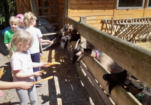 Dzieci karmią kozy marchewką