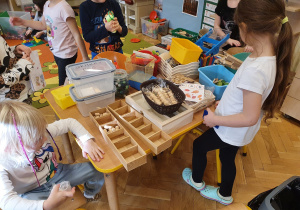 Na stole widać dużo drewnianych elementów do przeliczania takich jak: orzeszki, gruszki,kulki czy drewniane klamerki. Dzieci segregują przedmioty.