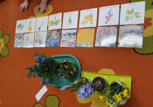 Dzieci zapoznają się z nazwami kwiatów zwiastujących wiosnę, dopasowują napisy do ilustracji