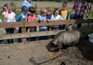 Dzieci oglądają prosię