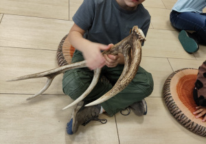 Oglądanie poroża jelenia, łosia, sarny.