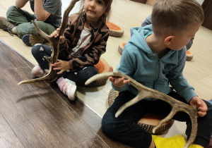 Oglądanie poroża jelenia, łosia, sarny.