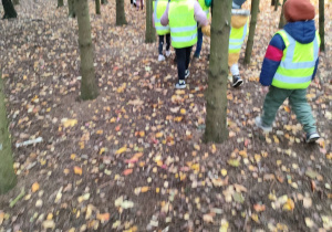 Szukanie śladów wiewiórki.