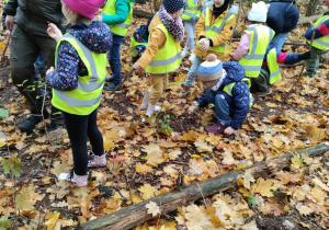 Szukanie śladów wiewiórki.
