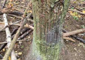 Ślady dzików w lesie.