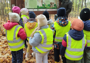 Ciekawostki o dzięciołach.