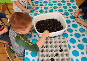 Dzieci przygotowują cebulki do zasadzenia