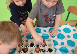 Dzieci przygotowują cebulki do zasadzenia