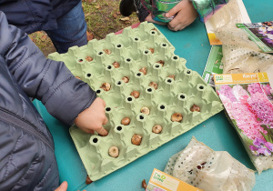 Dzieci przygotowują cebulki do zasadzenia.